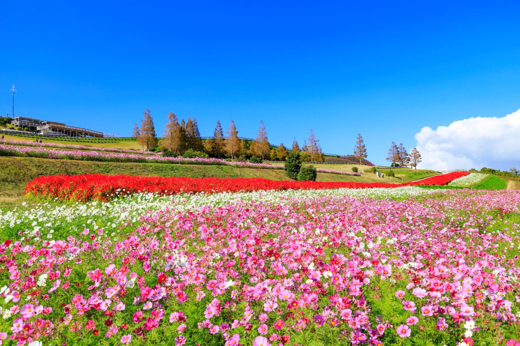 あわじ花さじき