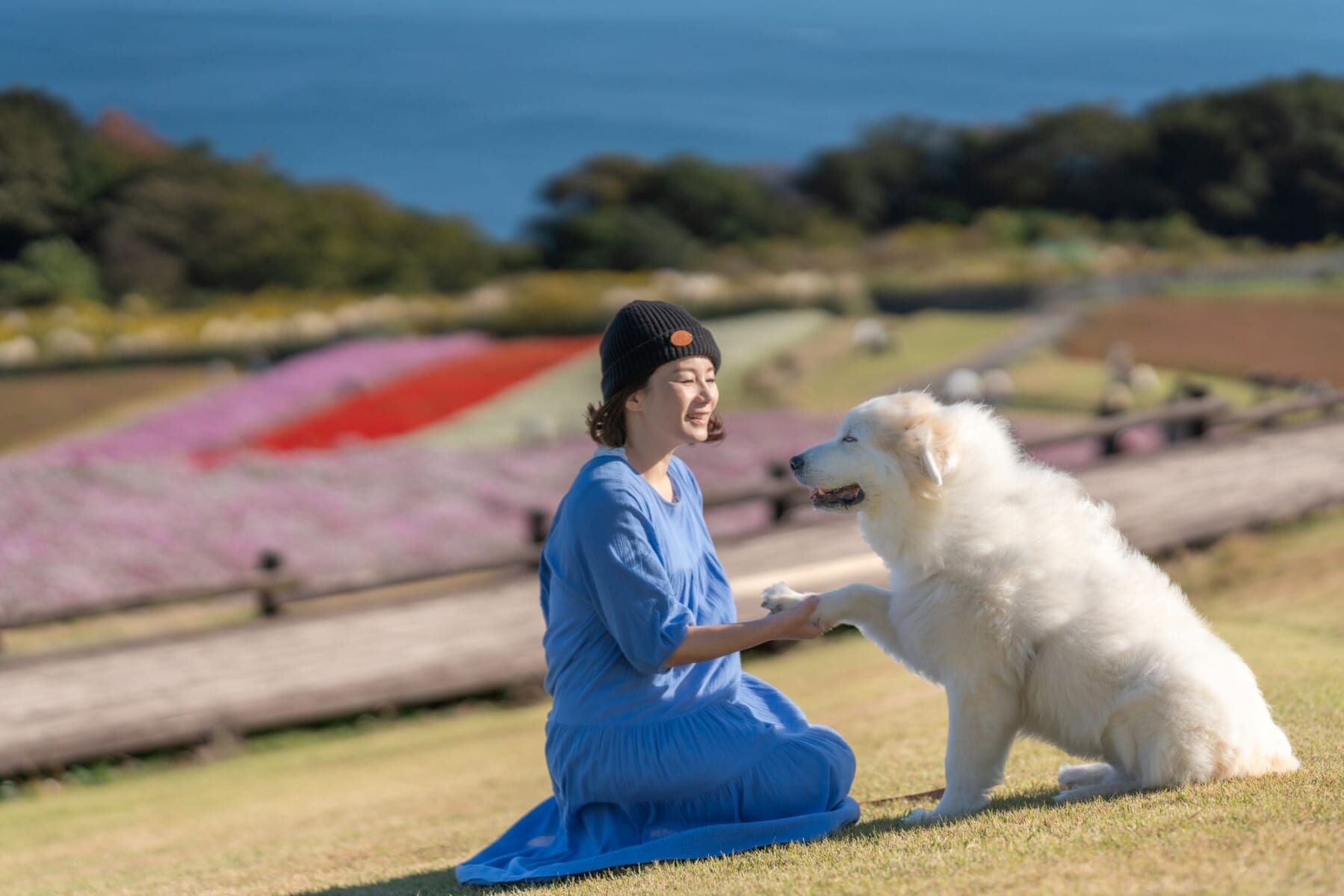 あわじ花さじき犬