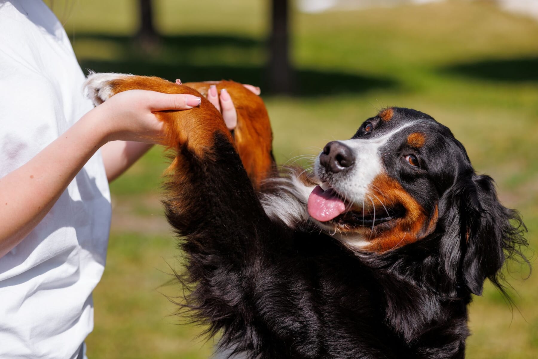 愛犬