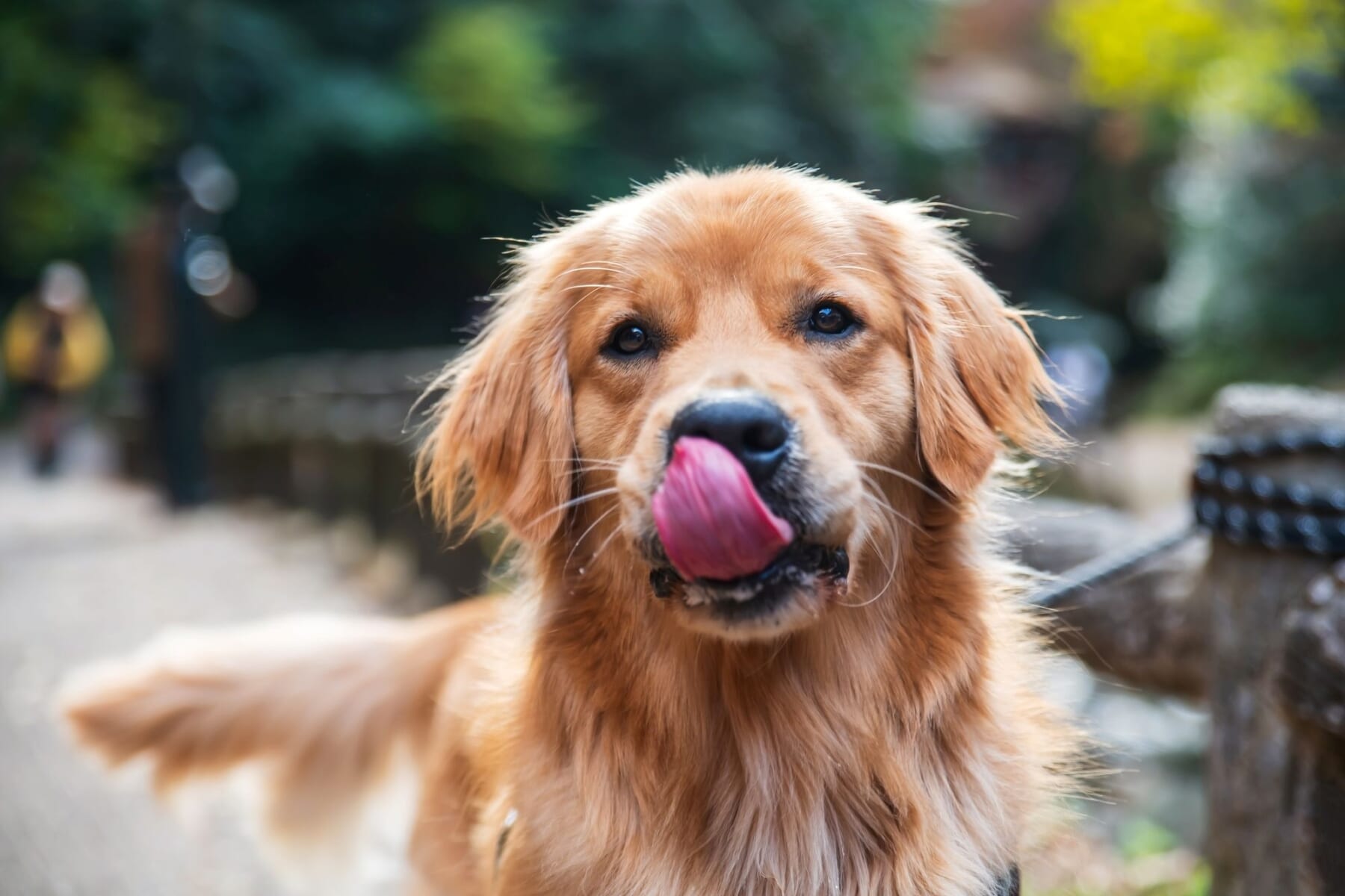 愛犬